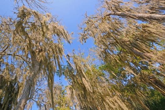 Looking up into the Spanish Moss of the Santa Ana Wildlife Refuge in Texas