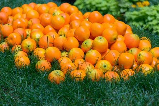 Oranges piled on a green lawn in sunlight
