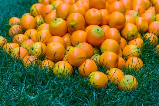 Oranges piled on a green lawn in sunlight