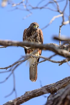 Red Shouldered Hawk Looking Down in the Santa Ana Wildlife Refuge in Texas