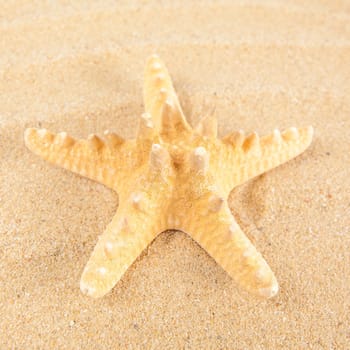 Beautiful starfish on the beach.