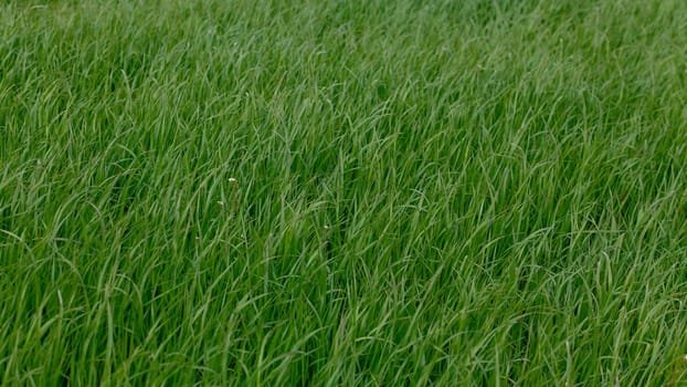 Background of a green grass. Green grass texture