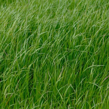 Background of a green grass. Green grass texture