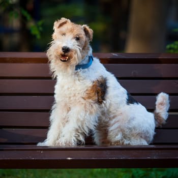 beautiful dog. Portrait young dog playing. Fox Terrier