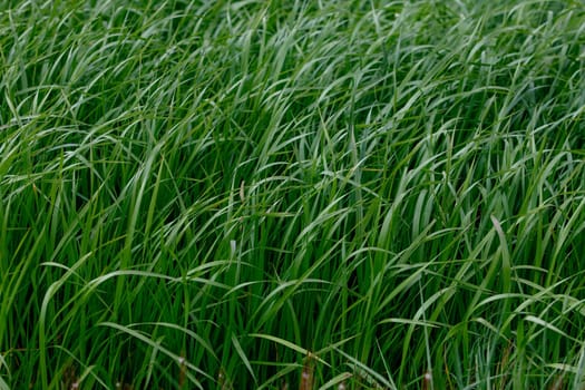 Background of a green grass. Green grass texture