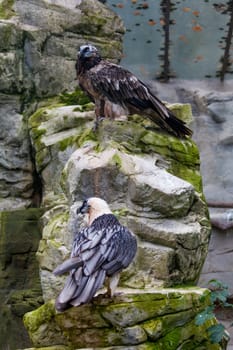 Bearded vulture (Gypaetus barbatus) .  Lammergeier or Bearded Vulture