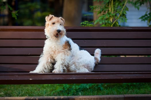 beautiful dog. Portrait young dog playing. Fox Terrier