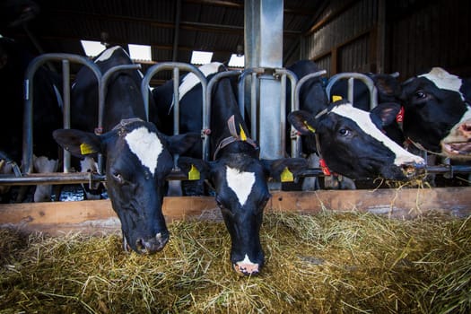 cows in a farm.  Dairy cows .