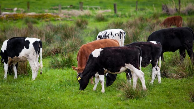Herd of cows. Cows on a green field. Cows on the field