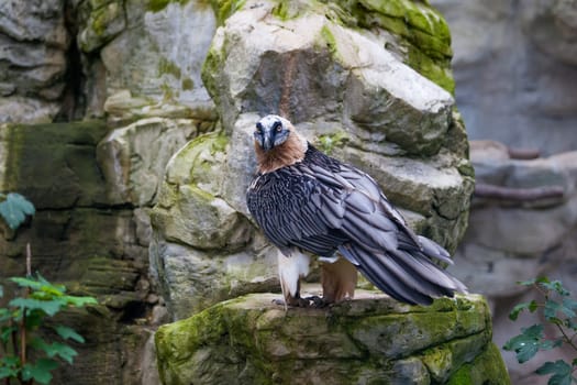 Bearded vulture (Gypaetus barbatus) .  Lammergeier or Bearded Vulture