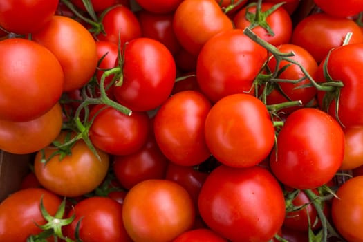 red tomatoes background. Group of tomatoes
