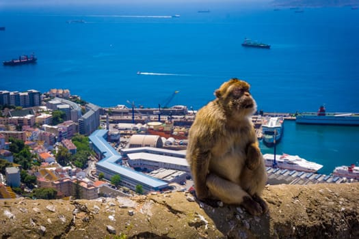 Monkey in Gibraltar