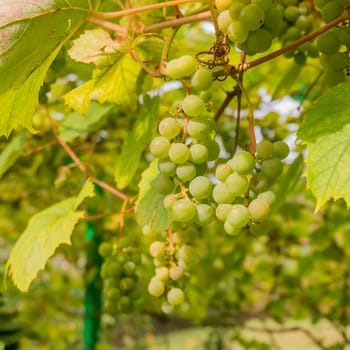 Ripe Bunche of White Wine Grapes.  Grape. Grape harvest. Grape pattern. Grape background. Green grape. White grapes
