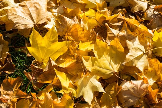 Many Golden autumn leaves covering the lawn while the sun shines through the beautiful leaves