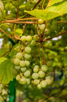 Ripe Bunche of White Wine Grapes.  Grape. Grape harvest. Grape pattern. Grape background. Green grape. White grapes