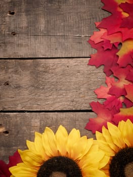 Old barn wood with colorful leaves and sunflowers, seasonal background with space for text