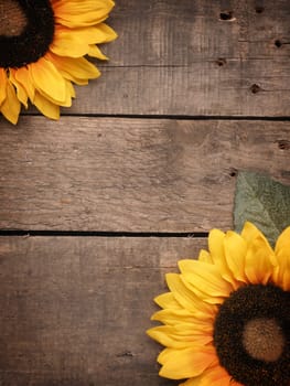 Two sunflowers on a rustic wooden background with space for text, seasonal background