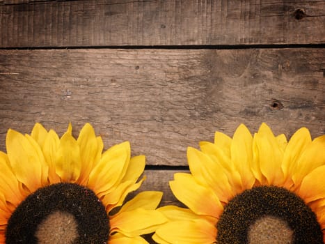 Two sunflowers on an old rustic wooden background, autumn background