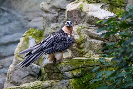 Bearded vulture (Gypaetus barbatus) .  Lammergeier or Bearded Vulture