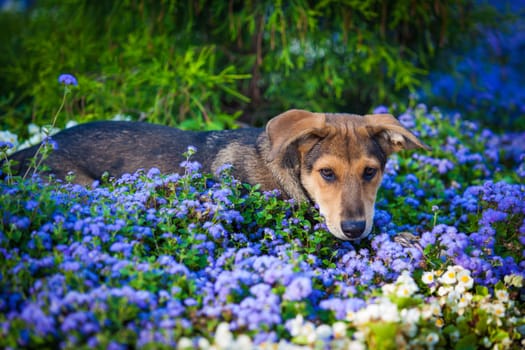 Dog in a flower field
