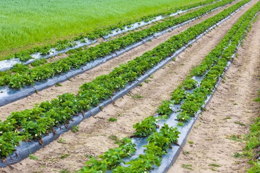 strawberry field