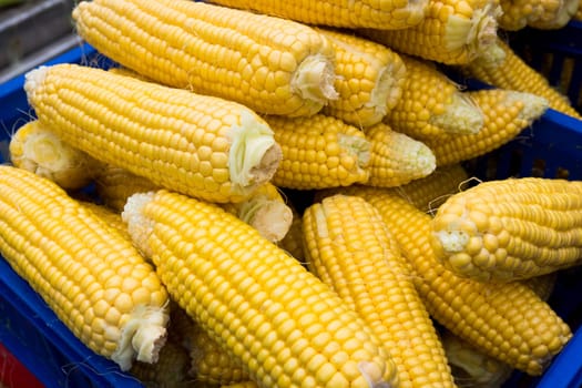 Corn cobs