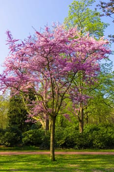 Beautiful park.  Beautiful landscape. Garden