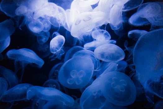 transparent jellyfish