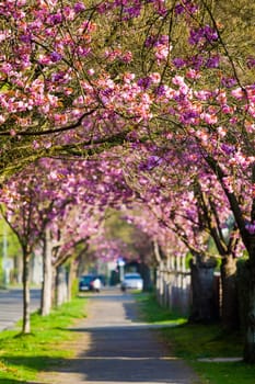 Cherry Blossom Pathway.  Beautiful Landscape