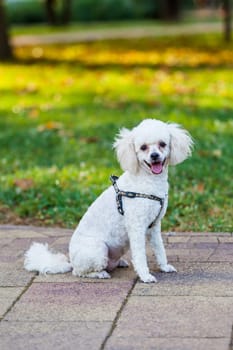 white dog