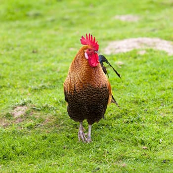 Rooster on farm