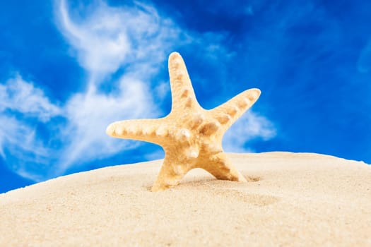 sandy beach.  Starfish on the Beach.  Summer Time