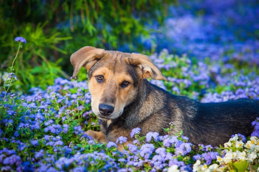 Dog in the flowers. Dog Portrait