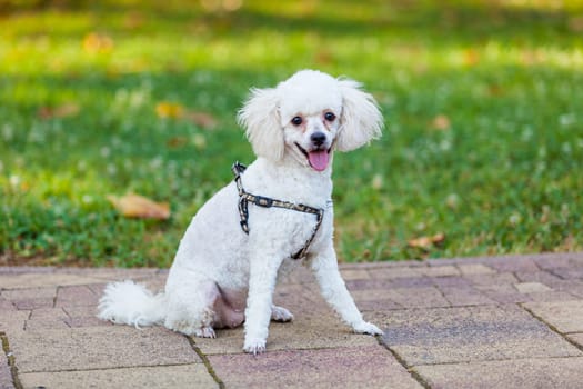 white dog