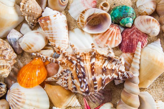 Summer background.  Sea shells with sand as background