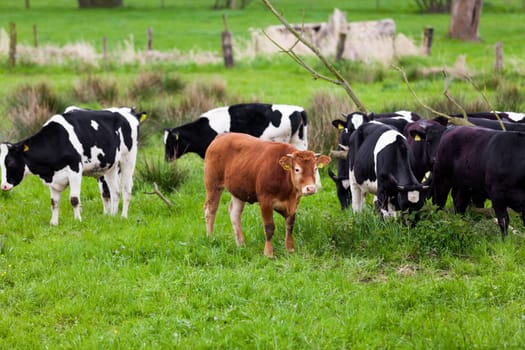 dairy cow. Cow grazing on a green meadow.