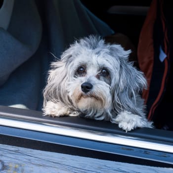 dog sits in the car and looking out the window