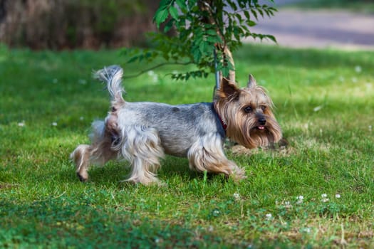 Yorkshire Terrier Dog