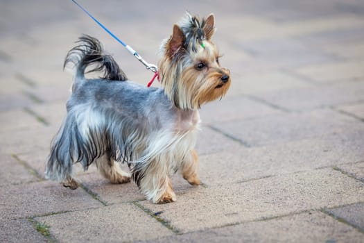 Yorkshire Terrier Dog