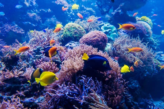 beautiful underwater world