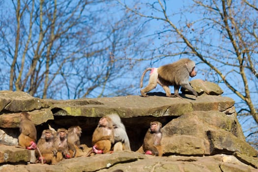 monkey family