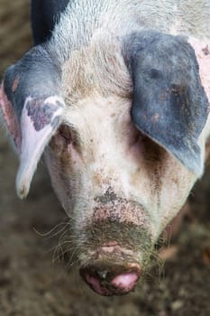 big pig on a farm