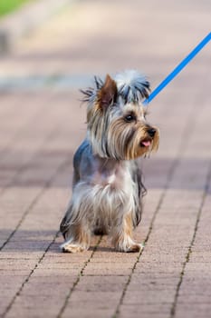 Yorkshire Terrier Dog