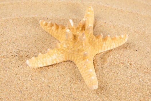 Beautiful starfish on the beach.