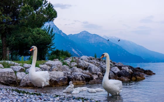 Swans on the lake. Swans with nestlings. Swan with chicks. Mute swan family.