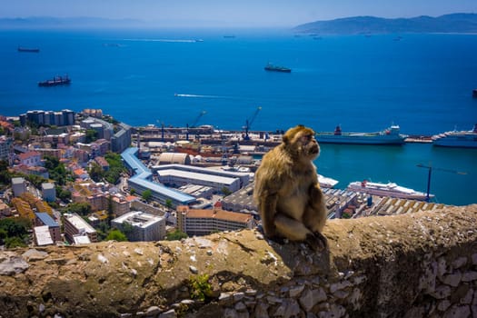 Monkey in Gibraltar