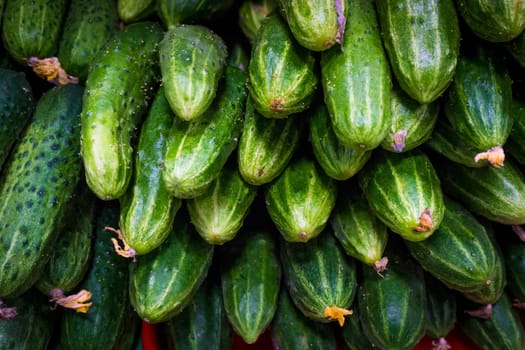 fresh green cucumber  on market