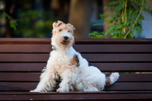 beautiful dog. Portrait young dog playing. Fox Terrier