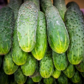 Pile of fresh green cucumbers