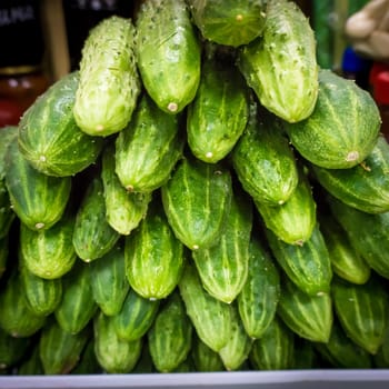 Pile of fresh green cucumbers